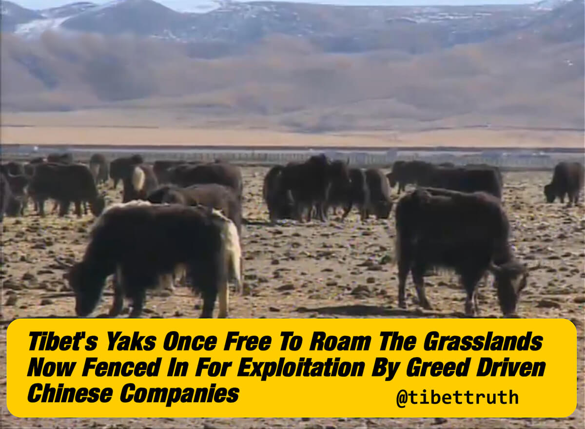 China Stealing Tibet's Yaks And Sells Products Back To Tibetans For Big Profits